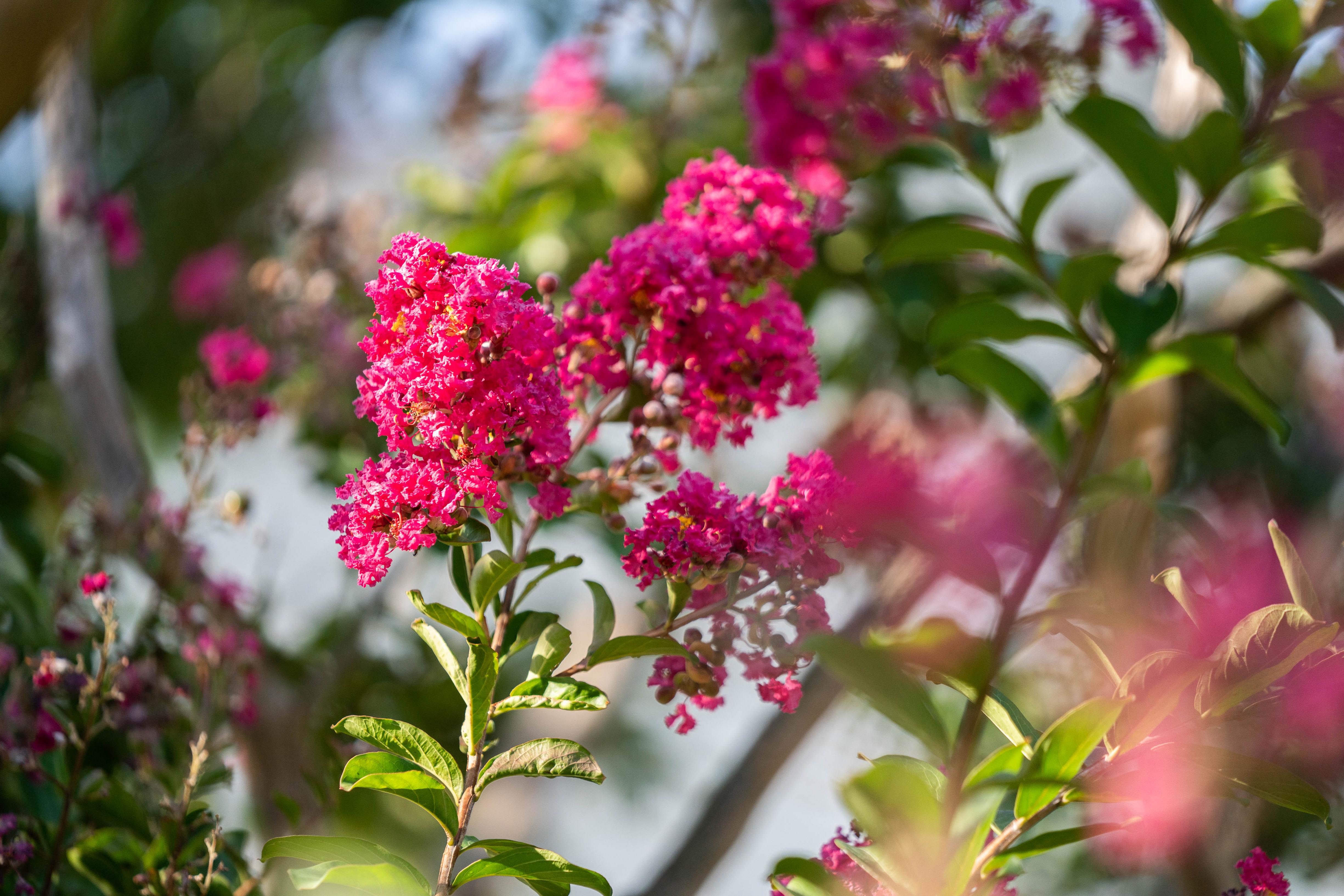 Crape myrtle in bloom